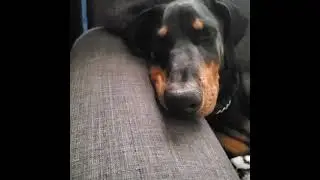 Rolex fake sleeping 😴 #doberman  #puppies  #letsgo #trending