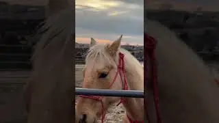 Farm life