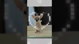 💖💖💖моя собака Лилишка!💖