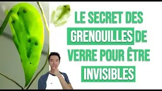 Camouflage et invisibilité des Grenouilles de verre : utile pour développer un médicament ?