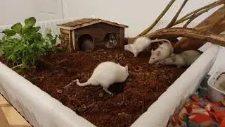 Starting to Make a GIANT Garden for my Baby Pet Rats