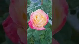 Русская осень!)))Мой сад 17 сентября🌻🌸🌹 