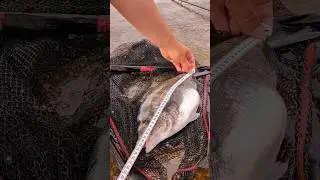 Вот это трофей 👀. Ловля зуборя. Рыбалка в Ялте.