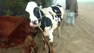 Bulls and cow // best farming new bulls meet cows first time video // 2021 #