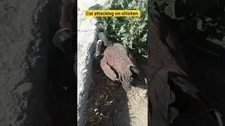 cat attacking on chicken 