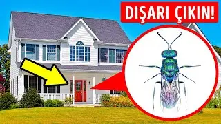 Duvarın Arkasında Bir Vızıltı Duyarsanız Hemen Evinizden Dışarı Çıkın