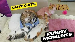 Kitty Cuteness: Unforgettable Feline Moments