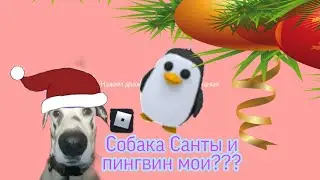 ПЕСИК САНТЫ И ПИНГВИН МОИ??Cute Fox/Летсплей