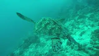 Filipiny - Moalboal - The Blue Abyss Dive Shop - Marzec 2017 - żółwik