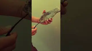Fishing with Luke McFadden - What is this thing?