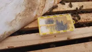 пробуем бакфаст. ф1
