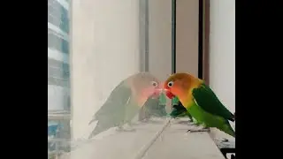 Funny Pets Videos | Love Bird Stories | Love Birds Playing Near Glass With their Reflection