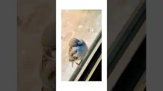 #sparrow