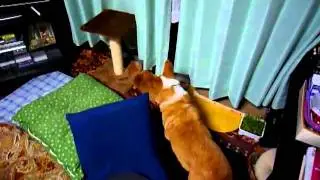 らびとひとみ