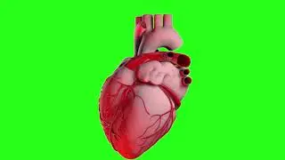 HD Green Screen Heart Effects.(No copyright video).