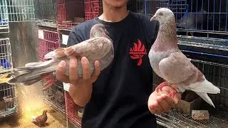 UPDATE INDUKAN BARU MERPATI BALAP PERSIAPAN 2025
