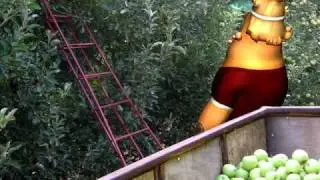 Picking apples for New Year - קטיף תפוחים לראש השנה