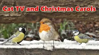 Cat TV at Christmas with Christmas Carols ❄️ 8 HOURS ❄️