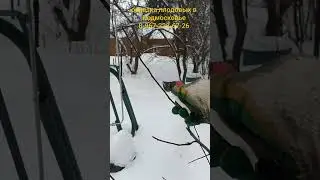 исправляю ошибки обрезки и формировки яблони часть 1