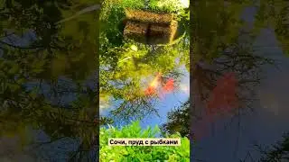 Сочи, пруд с рыбками