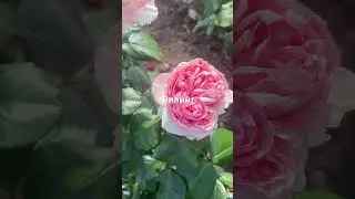Розы- сорта новинки- шедевры селекции, покорят с первого цветения