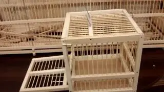 Traps for birds Tomsk system for Gregory