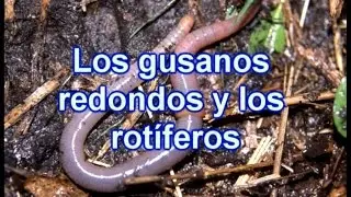 Los Gusanos Redondos y los Rotíferos - Documental de Biología