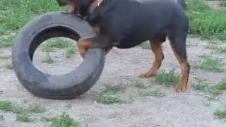 Блэк и покрышка