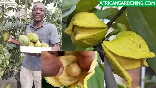 How to produce many fruits from soursop flowers using hand pollination with 100 % success.