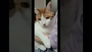редкая, но важная профессия #кот #рыжий #юмор