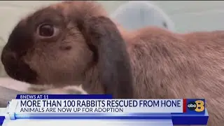 Richmond SPCA helping bunnies rescued from Tennessee heal, find loving homes