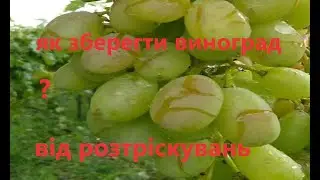 Тріщить ягода винограду? Є рішення проблеми.