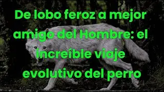 De Lobo feroz a mejor amigo del Hombre: el Increíble Viaje evolutivo del Perro