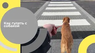 Как гулять с собакой