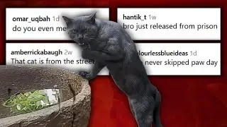 Man, That KITTY Is JACKED!! What Is in That WATER?! | Chat Music
