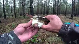 White mushrooms (Boletus) are gaining momentum in August 2021 