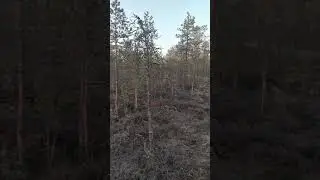 Голос тетерева на току.