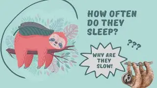 Interesting Facts About Sloths That You Probably Didn't Know - Encyclopedia About Animals|BBC Earth