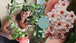 Hoya Carnosa in bloom! wax plant/porcelain flower/propagation methods/how to get blooms/