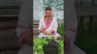 Собираем березовый веник. Подготовка.