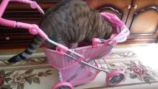 Кот и детская коляска