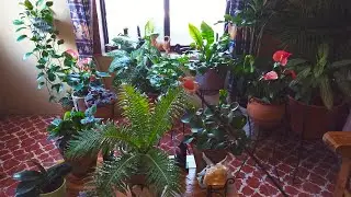34 Plantas de Interior, Un Jardín en mi Sala 🌿🌷🌼