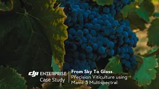 From Sky to Glass | Using Mavic 3 Multispectral To Manage Vineyards