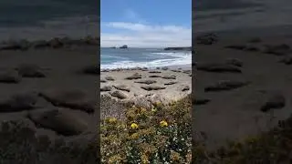 Гигантские морские львы