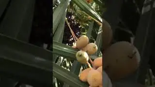 Honey is sitting on the palm tree dangerous￼ 