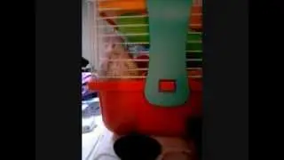 Prďa chce jíst
