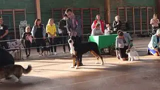 CAC-ЧФ Золотая осень 2019 | DOG SHOW  | BEST IN SHOW