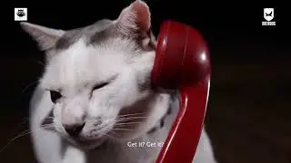 Cat Cafe Studio, International Cat Day 2022