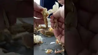 BBQ Sauce and Blue Crabs? #crab #seafood #bluecrabs