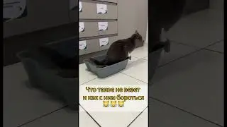 Кот неудачник